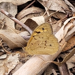 Heteronympha merope at Mitchell, ACT - 1 Dec 2022