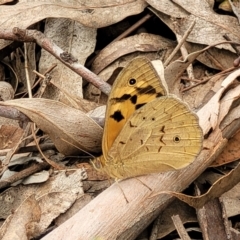 Heteronympha merope at Mitchell, ACT - 1 Dec 2022