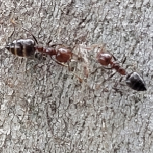 Crematogaster sp. (genus) at Mitchell, ACT - 1 Dec 2022