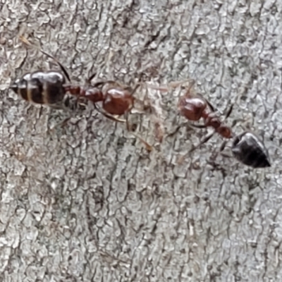 Crematogaster sp. (genus) (Acrobat ant, Cocktail ant) at Crace Grasslands - 1 Dec 2022 by trevorpreston