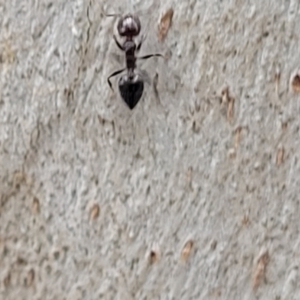 Crematogaster sp. (genus) at Mitchell, ACT - 1 Dec 2022