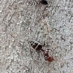 Crematogaster sp. (genus) at Mitchell, ACT - 1 Dec 2022