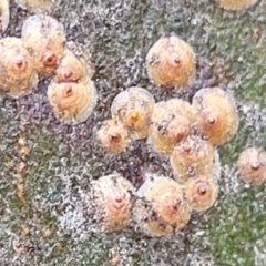 Unidentified Scale insect & mealybug (Hemiptera, Coccoidea) (TBC) at Mitchell, ACT - 1 Dec 2022 by trevorpreston