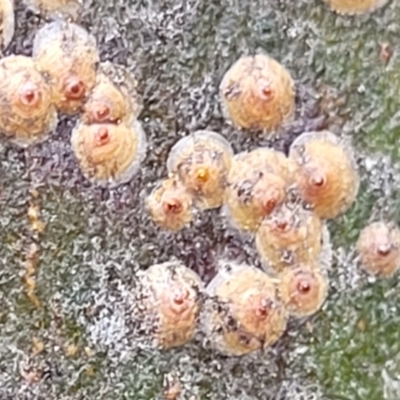 Unidentified Scale insect & mealybug (Hemiptera, Coccoidea) at Mitchell, ACT - 1 Dec 2022 by trevorpreston