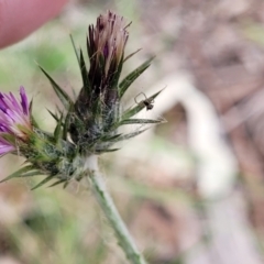 Carduus tenuiflorus (Winged Slender Thistle) at Crace Grasslands - 1 Dec 2022 by trevorpreston