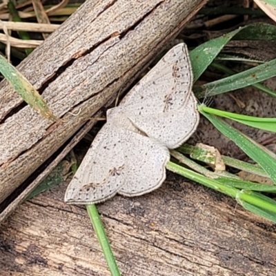 Taxeotis intermixtaria (Dark-edged Taxeotis) at Crace Grasslands - 1 Dec 2022 by trevorpreston