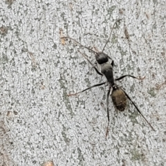 Camponotus aeneopilosus (A Golden-tailed sugar ant) at Mitchell, ACT - 1 Dec 2022 by trevorpreston