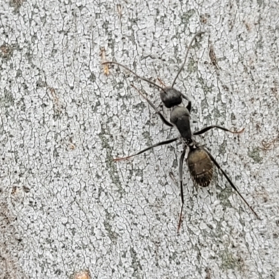 Camponotus aeneopilosus (A Golden-tailed sugar ant) at Crace Grasslands - 1 Dec 2022 by trevorpreston
