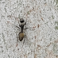 Camponotus aeneopilosus at Mitchell, ACT - 1 Dec 2022