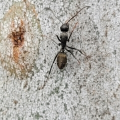 Camponotus aeneopilosus at Mitchell, ACT - 1 Dec 2022