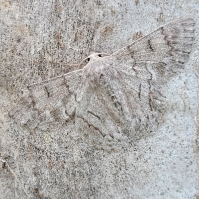Crypsiphona ocultaria (Red-lined Looper Moth) at Crace Grasslands - 1 Dec 2022 by trevorpreston