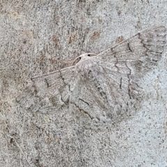 Crypsiphona ocultaria at Mitchell, ACT - 1 Dec 2022