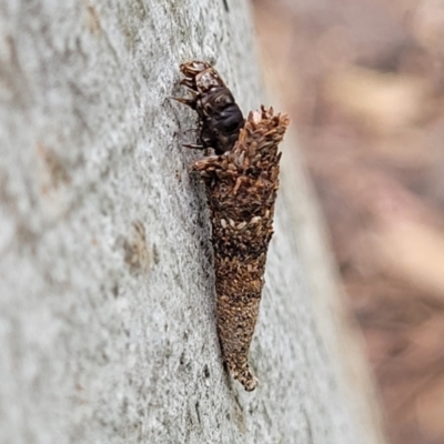 Lepidoscia (genus) IMMATURE (Unidentified Cone Case Moth larva, pupa, or case) at Mitchell, ACT - 1 Dec 2022 by trevorpreston