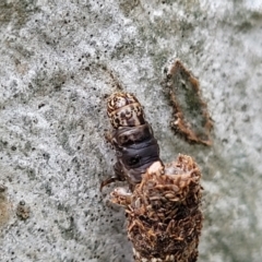 Lepidoscia (genus) IMMATURE at Mitchell, ACT - 1 Dec 2022