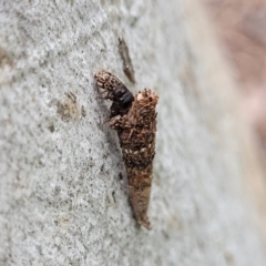 Conoeca or Lepidoscia (genera) IMMATURE at Mitchell, ACT - 1 Dec 2022 11:54 AM