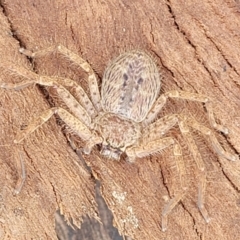 Isopeda canberrana (Canberra Huntsman Spider) at Crace Grasslands - 1 Dec 2022 by trevorpreston