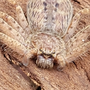 Isopeda canberrana at Crace Grasslands - 1 Dec 2022 11:55 AM