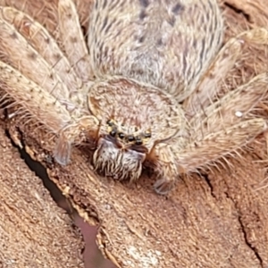 Isopeda canberrana at Crace Grasslands - 1 Dec 2022 11:55 AM