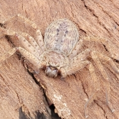 Isopeda canberrana at Crace Grasslands - 1 Dec 2022 11:55 AM