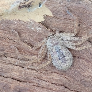 Isopeda canberrana at Crace Grasslands - 1 Dec 2022 11:55 AM