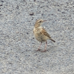 Anthus australis (Australian Pipit) at Mitchell, ACT - 1 Dec 2022 by trevorpreston