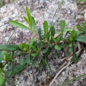 Hibbertia obtusifolia at Paddys River, ACT - 3 Nov 2022
