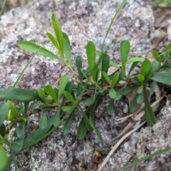 Hibbertia obtusifolia (Grey Guinea-flower) at Paddys River, ACT - 3 Nov 2022 by mainsprite