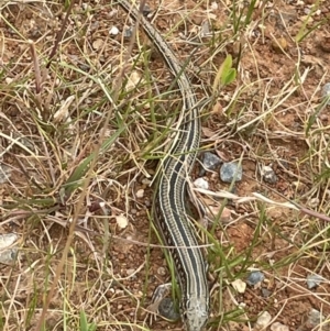 Ctenotus robustus at Pialligo, ACT - 1 Dec 2022