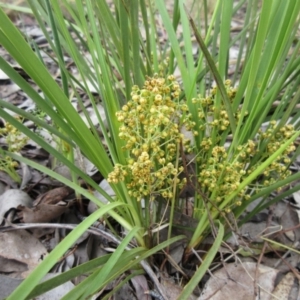 Lomandra filiformis subsp. coriacea at Weetangera, ACT - 30 Nov 2022