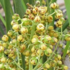 Lomandra filiformis subsp. coriacea at Weetangera, ACT - 30 Nov 2022