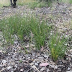 Lomandra filiformis subsp. coriacea at Weetangera, ACT - 30 Nov 2022