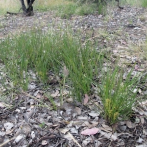 Lomandra filiformis subsp. coriacea at Weetangera, ACT - 30 Nov 2022