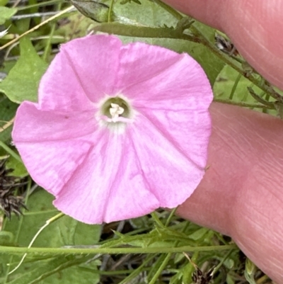 Convolvulus angustissimus subsp. angustissimus (Australian Bindweed) at Molonglo Valley, ACT - 1 Dec 2022 by lbradley