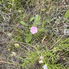 Convolvulus angustissimus subsp. angustissimus at Aranda, ACT - 1 Dec 2022 02:44 PM