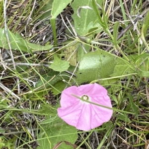 Convolvulus angustissimus subsp. angustissimus at Aranda, ACT - 1 Dec 2022