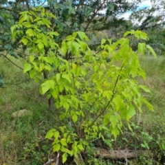 Acer negundo (Box Elder) at Isaacs Ridge and Nearby - 30 Nov 2022 by Mike