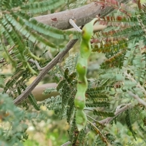 Acacia mearnsii at Jerrabomberra, ACT - 30 Nov 2022
