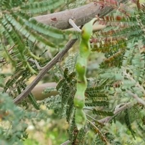 Acacia mearnsii at Jerrabomberra, ACT - 30 Nov 2022 04:58 PM