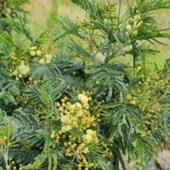 Acacia mearnsii at Jerrabomberra, ACT - 30 Nov 2022