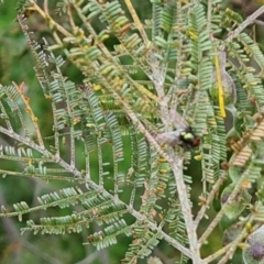 Acacia mearnsii at Jerrabomberra, ACT - 30 Nov 2022