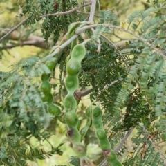 Acacia mearnsii at Jerrabomberra, ACT - 30 Nov 2022