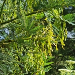 Acacia decurrens (Green Wattle) at Isaacs Ridge and Nearby - 30 Nov 2022 by Mike