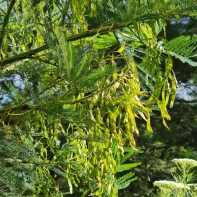 Acacia decurrens (Green Wattle) at Jerrabomberra, ACT - 30 Nov 2022 by Mike