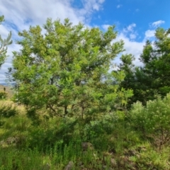 Acacia decurrens at Jerrabomberra, ACT - 30 Nov 2022 04:44 PM