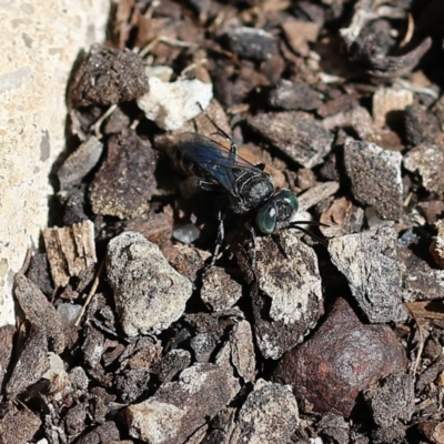 Unidentified Sand or digger wasp (Crabronidae or Sphecidae) at Wodonga, VIC - 30 Nov 2022 by KylieWaldon