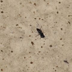 Crabroninae (subfamily) at Wodonga, VIC - 1 Dec 2022 by KylieWaldon