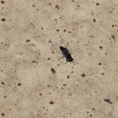 Crabroninae (subfamily) at Wodonga, VIC - 1 Dec 2022 by KylieWaldon