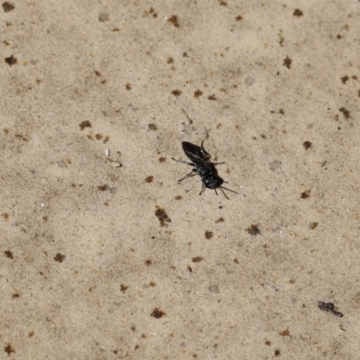 Unidentified Sand or digger wasp (Crabronidae or Sphecidae) at Wodonga, VIC - 30 Nov 2022 by KylieWaldon