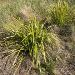 Lomandra longifolia (Spiny-headed Mat-rush, Honey Reed) at Griffith Woodland - 1 Dec 2022 by AlexKirk