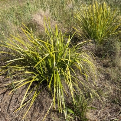 Lomandra longifolia (Spiny-headed Mat-rush, Honey Reed) at Griffith Woodland - 1 Dec 2022 by AlexKirk